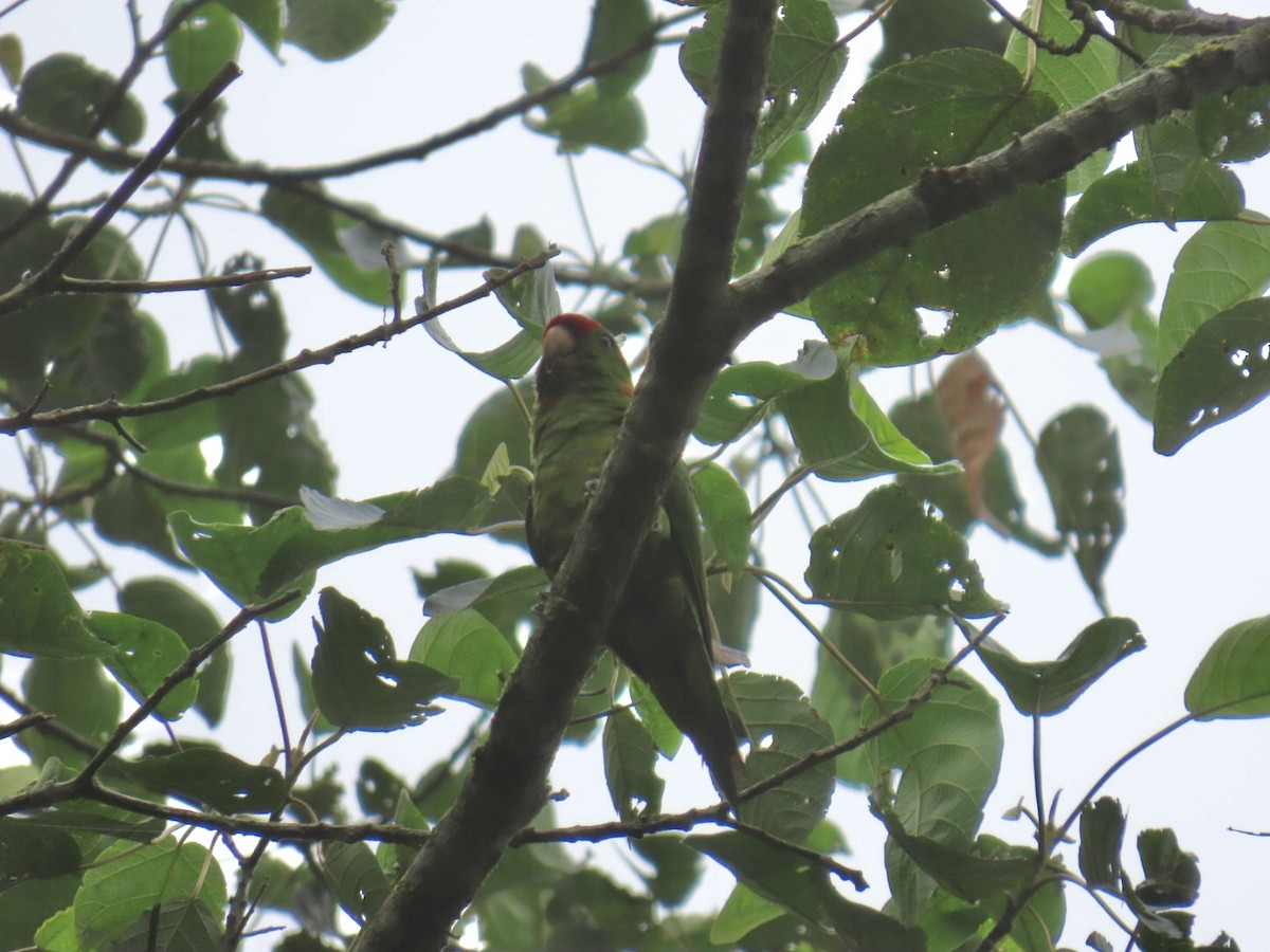 Scarlet-fronted Parakeet - ML642925437