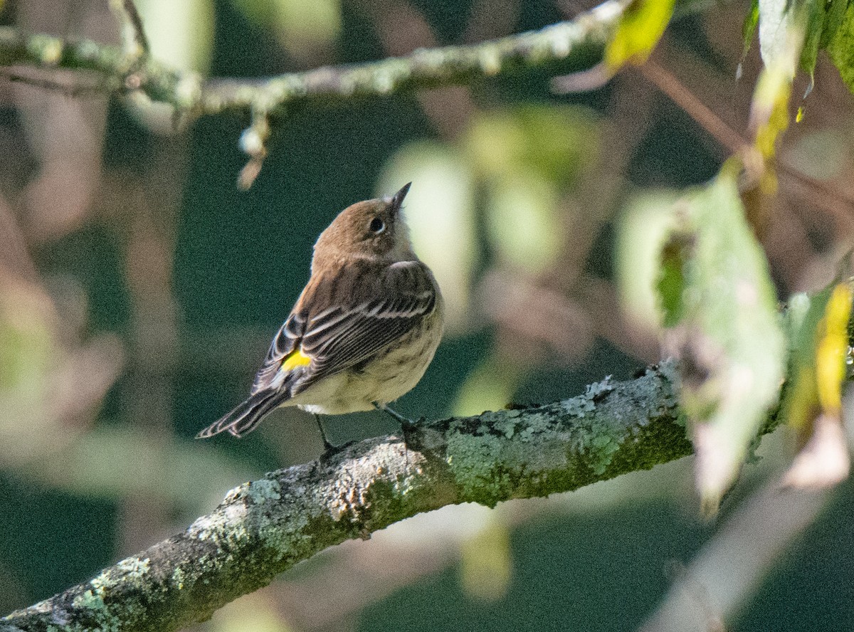 Yellow-rumped Warbler - ML642925438