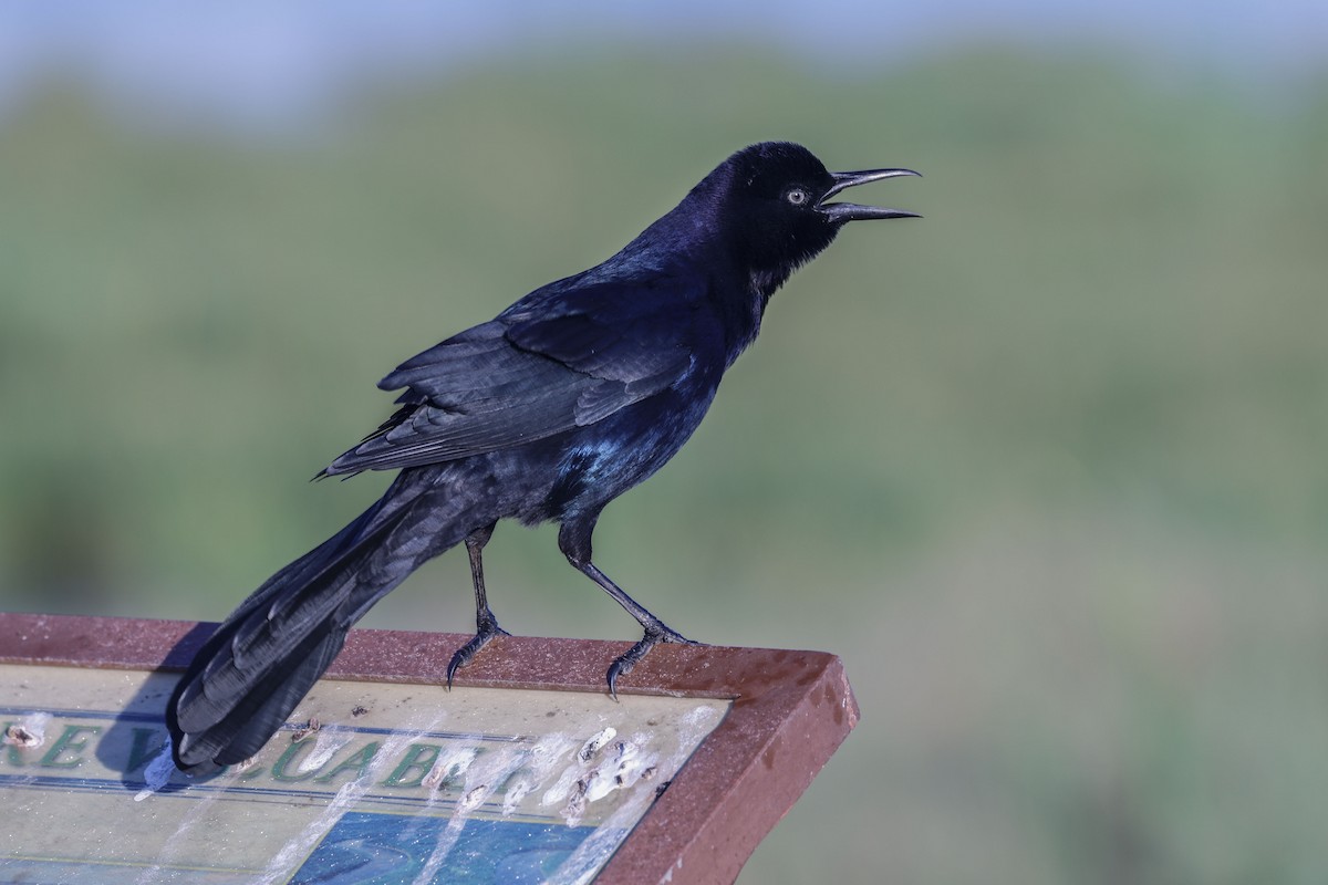 Boat-tailed Grackle - ML642925439
