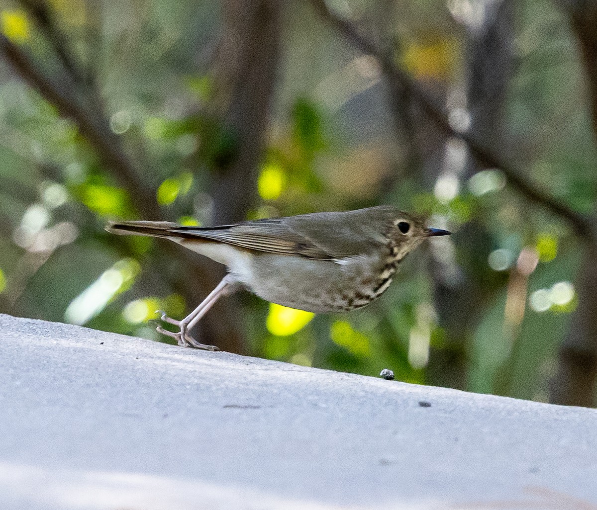 Hermit Thrush - ML642925443