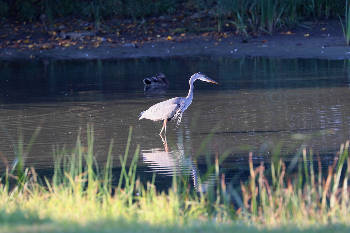 Great Blue Heron - ML642925446