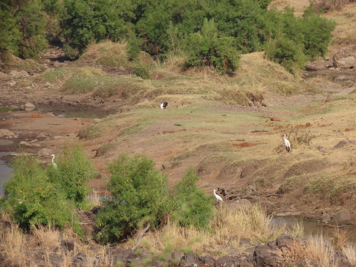 Yellow-billed Stork - ML642925447