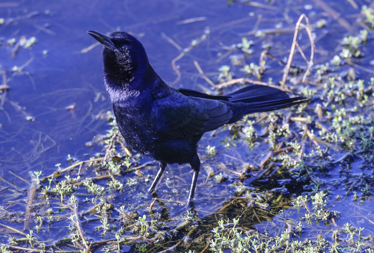 Boat-tailed Grackle - ML642925448