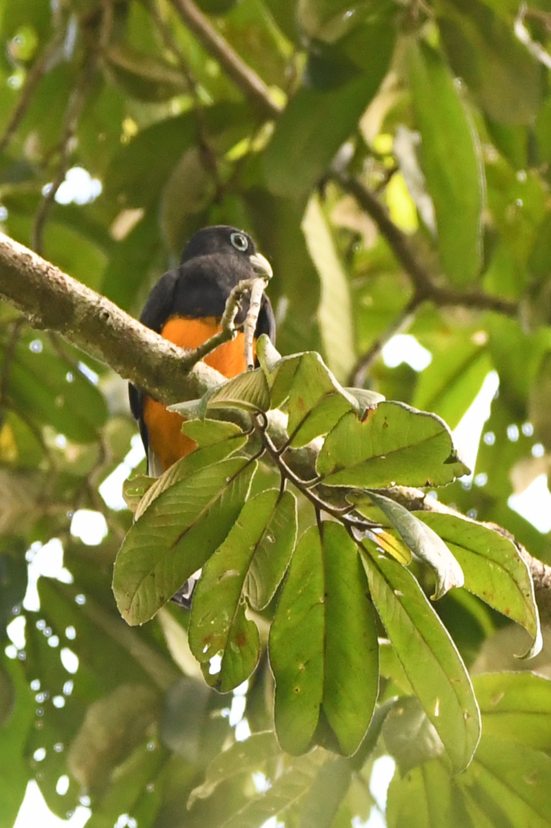 White-tailed Trogon - ML642925450