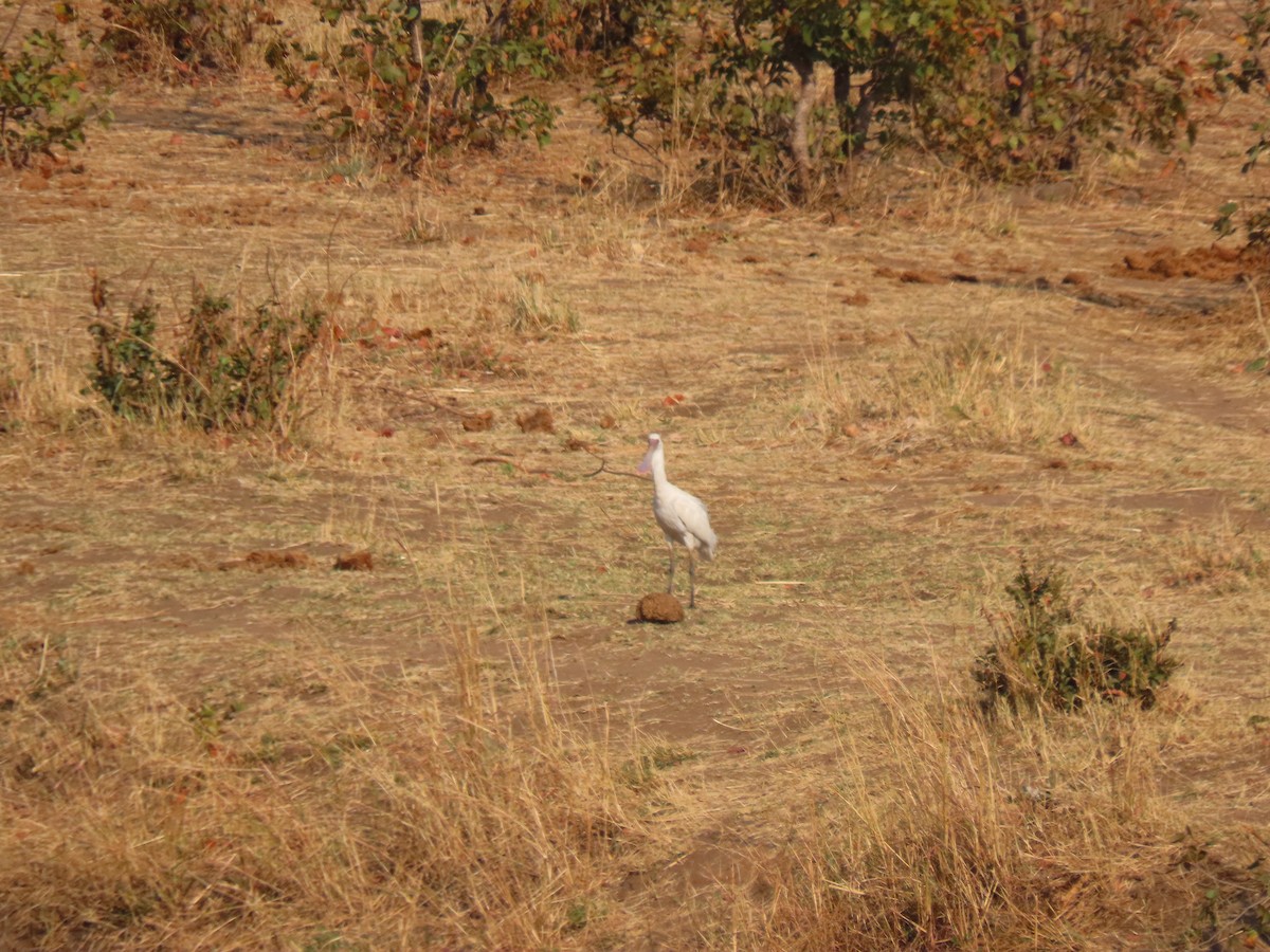 African Spoonbill - ML642925451