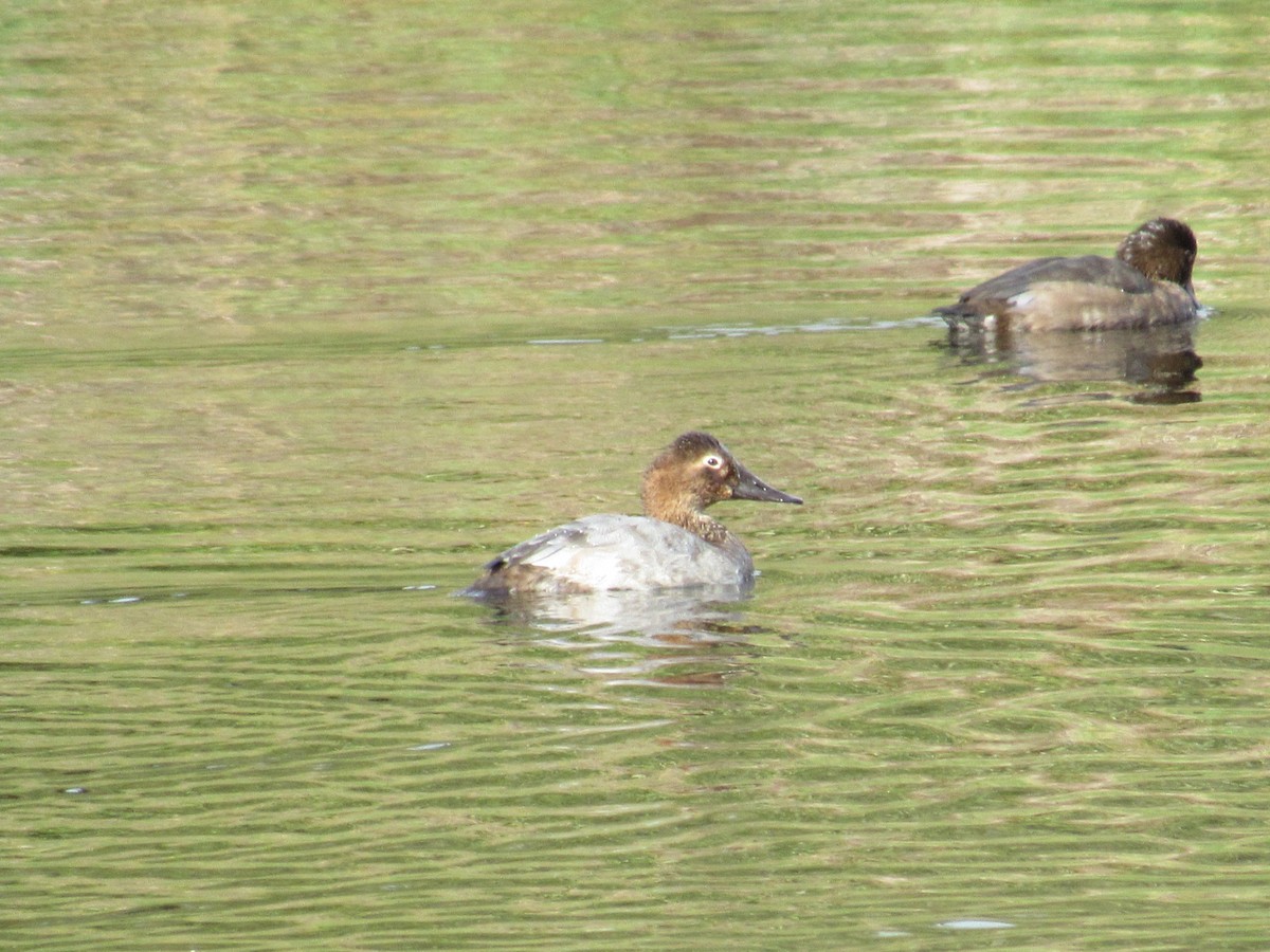 Canvasback - ML642925458