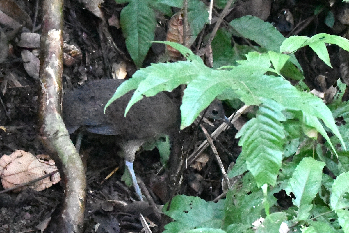 Great Tinamou - ML642925483