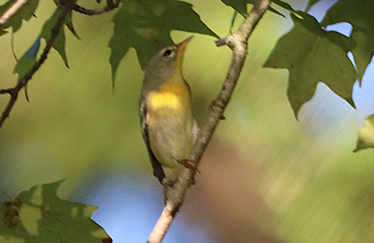 Meisenwaldsänger - ML642925488