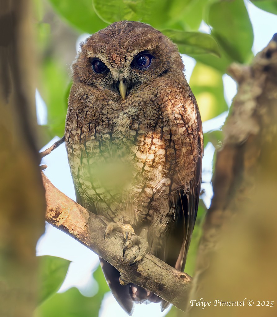 Puerto Rican Owl - ML642925491