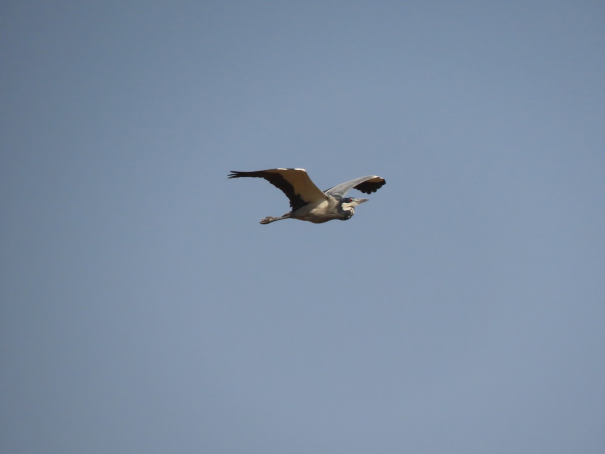 Black-headed Heron - ML642925515