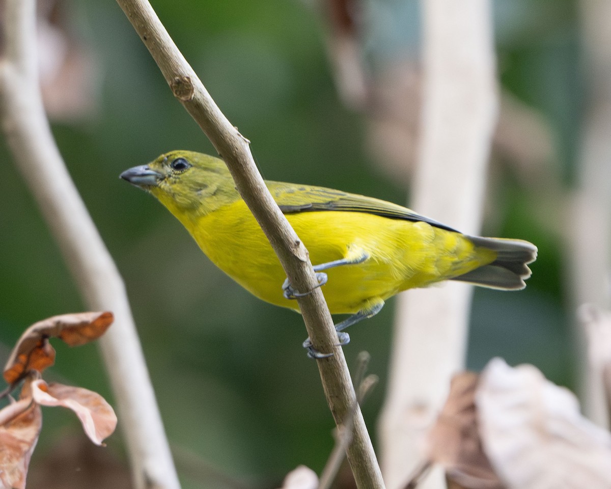 Thick-billed Euphonia - ML642925516
