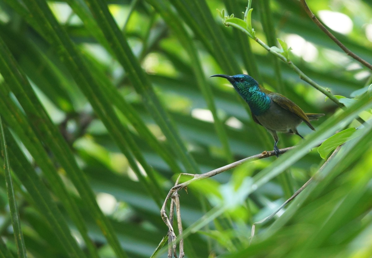 Blue-headed Sunbird - ML642925519