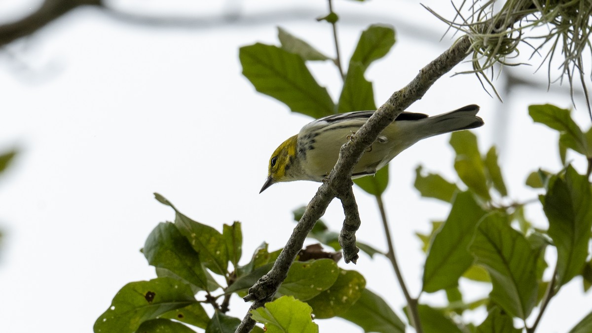 Black-throated Green Warbler - ML642925520