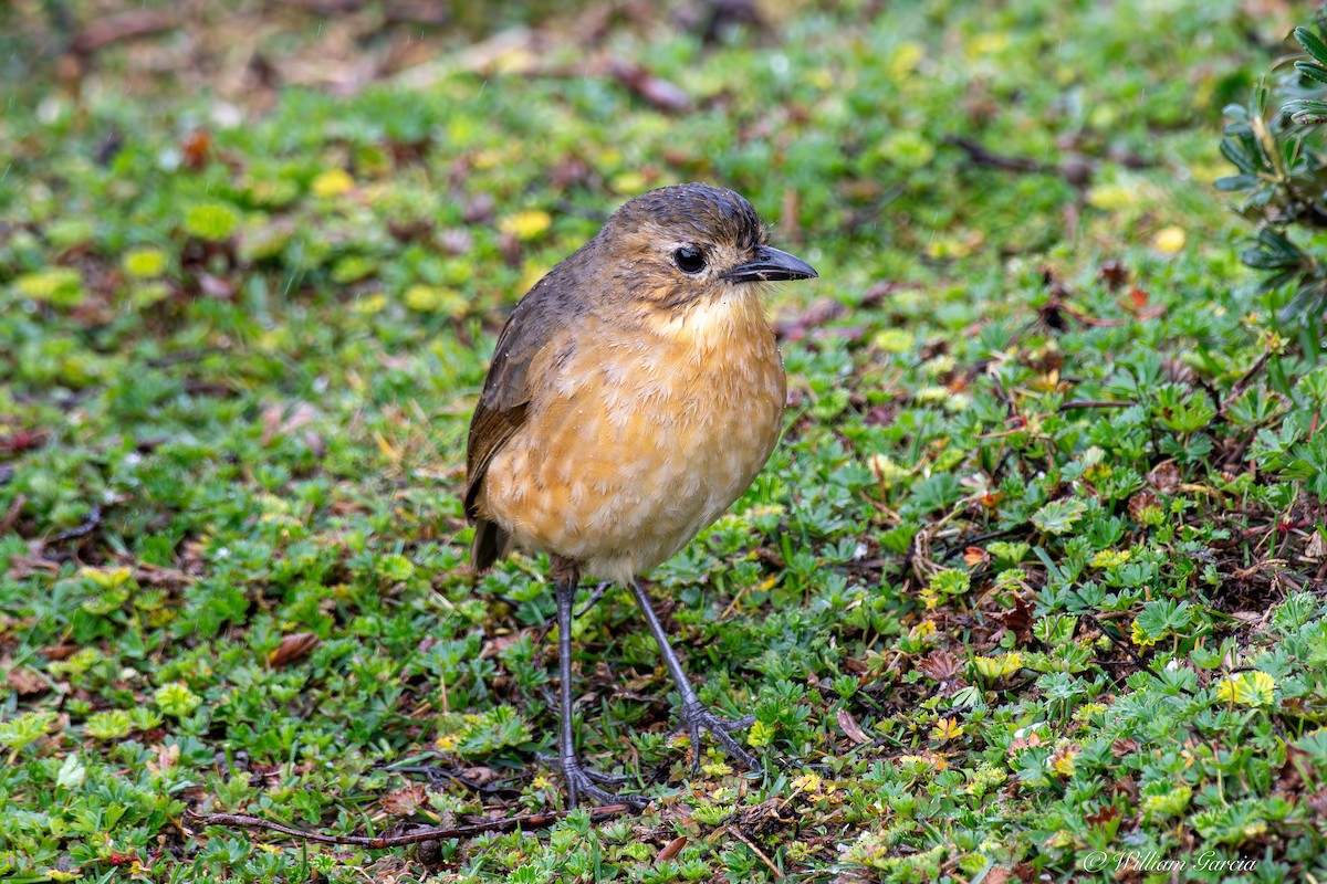 Tawny Antpitta - ML642925525