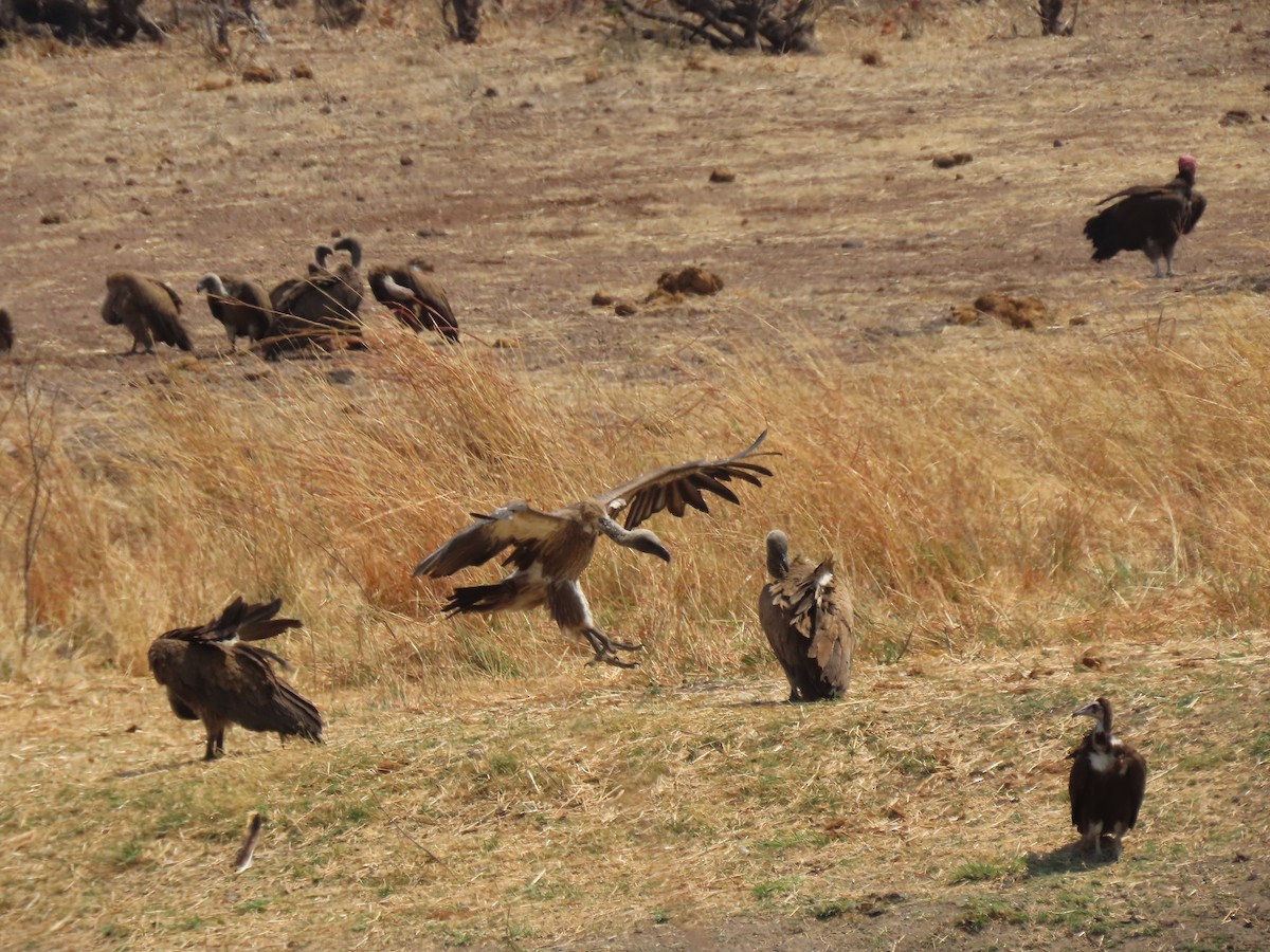 Hooded Vulture - ML642925527