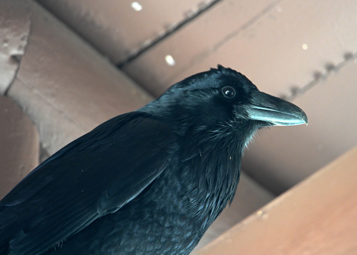 ravn - ML642925530