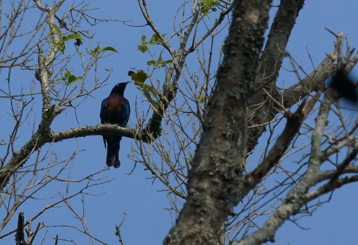 Splendid Starling - ML642925540