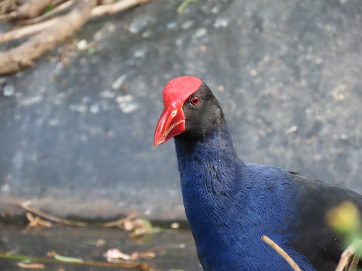 Australasian Swamphen - ML642925551