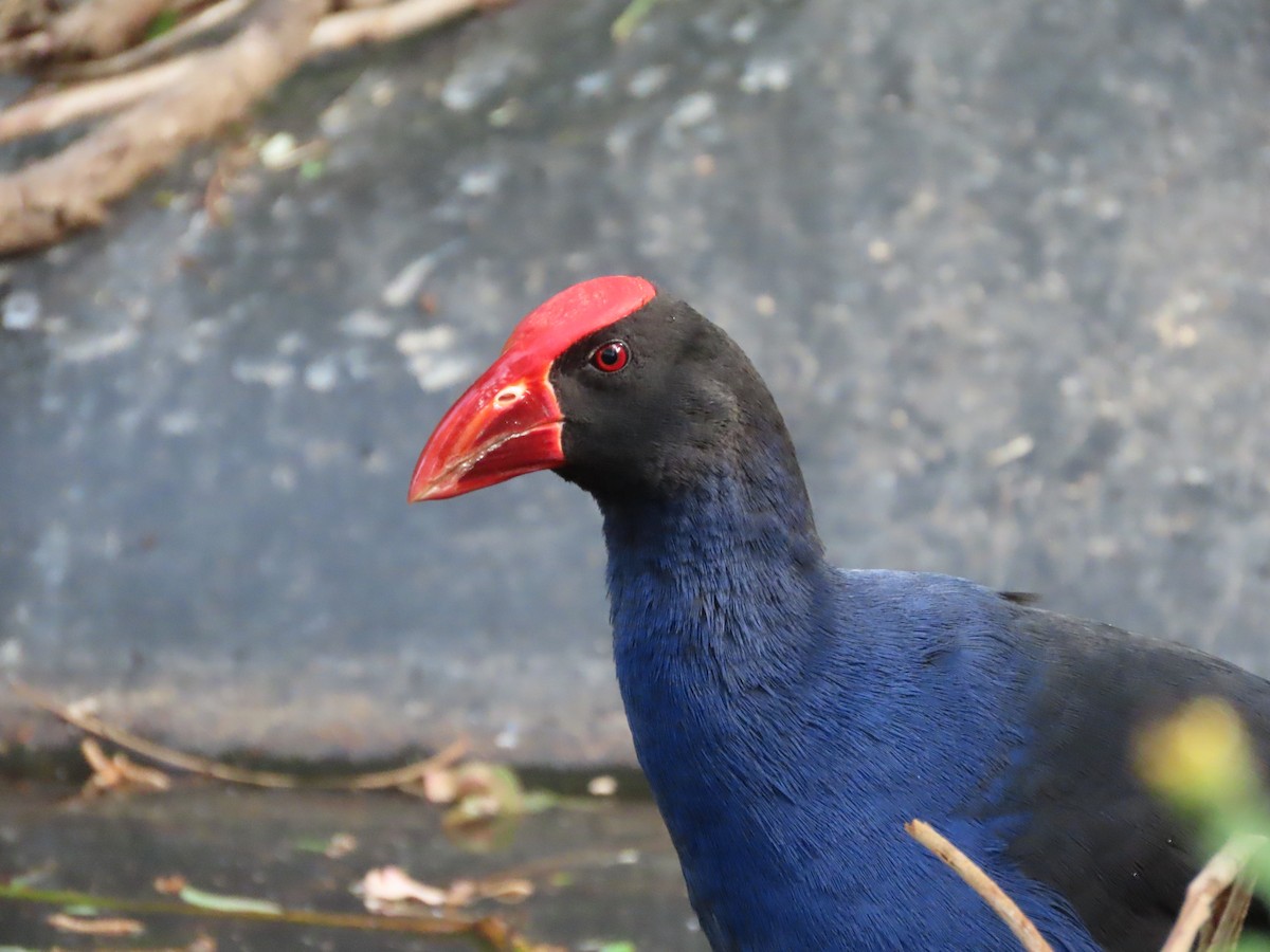 Australasian Swamphen - ML642925552