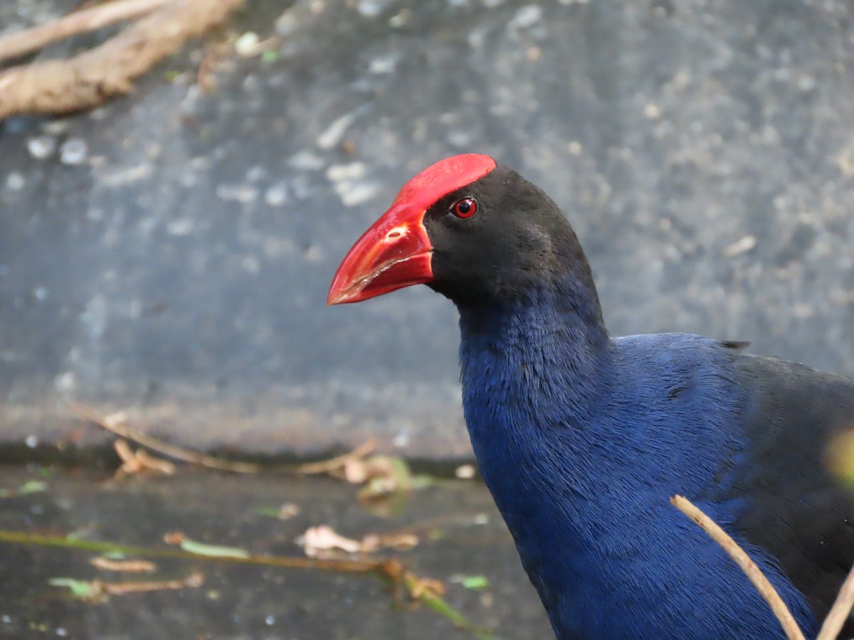 Australasian Swamphen - ML642925553