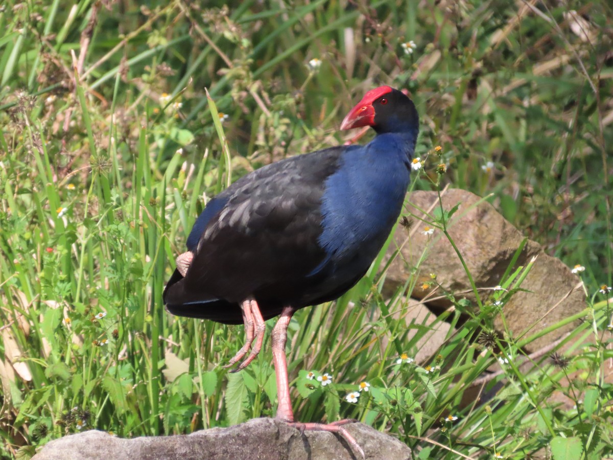 Australasian Swamphen - ML642925554