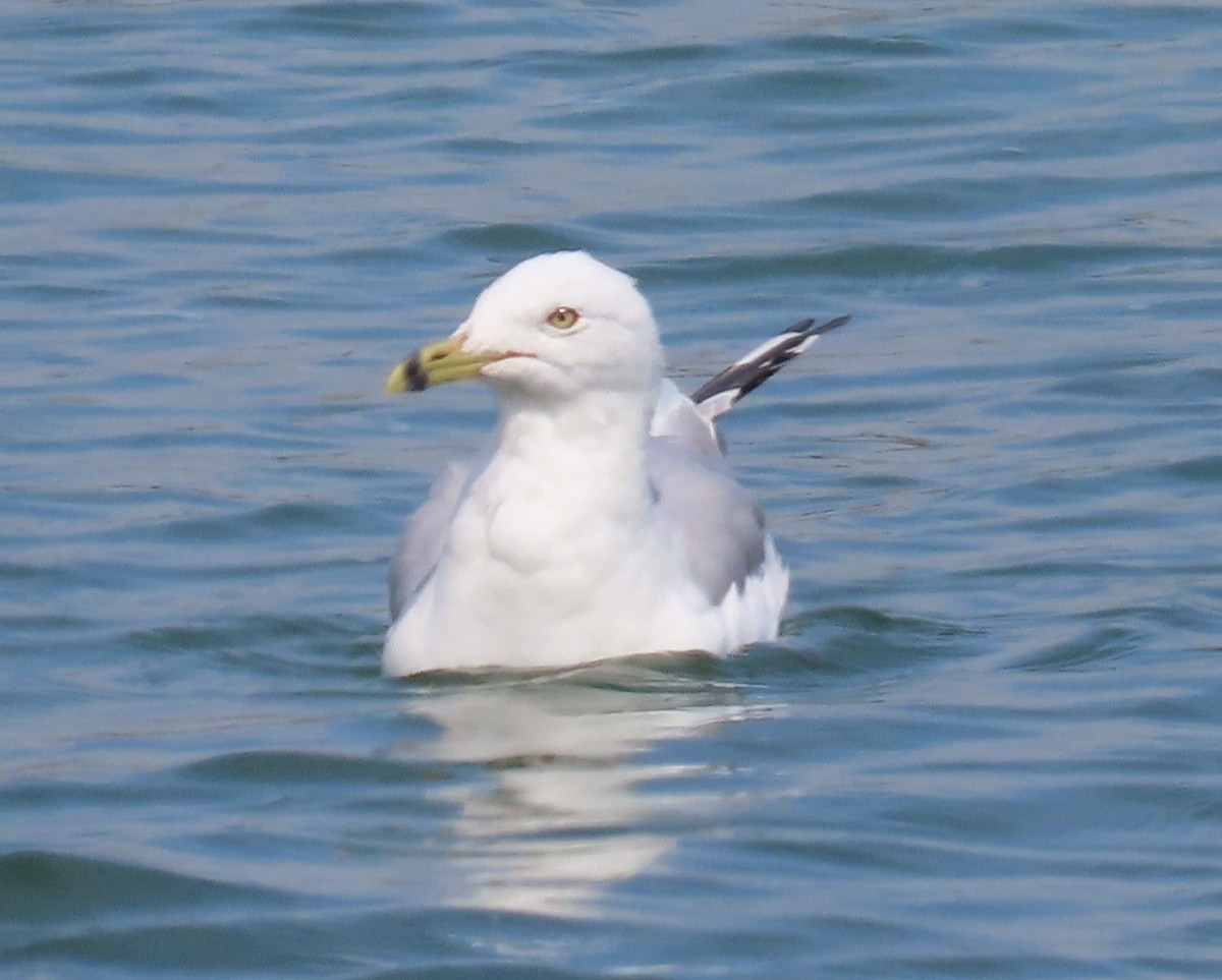 Ring-billed Gull - ML642925556