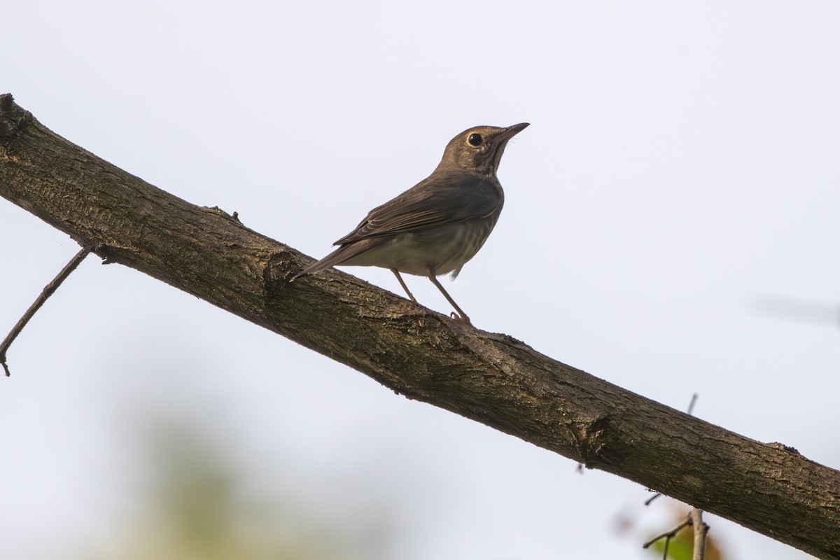 Swainson's Thrush - ML642925563