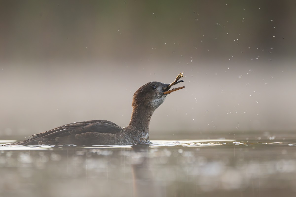 Hooded Merganser - ML642925567