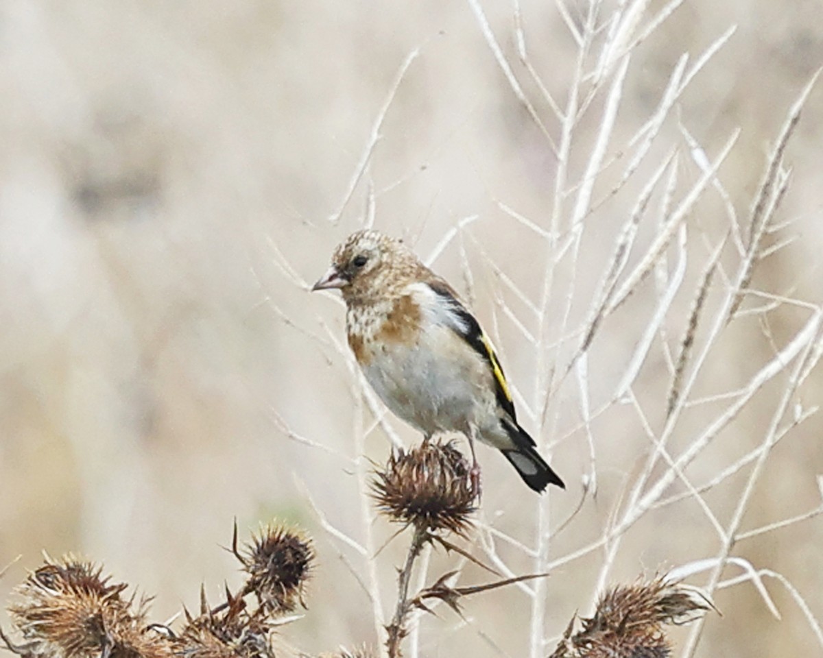 European Goldfinch - ML642925578