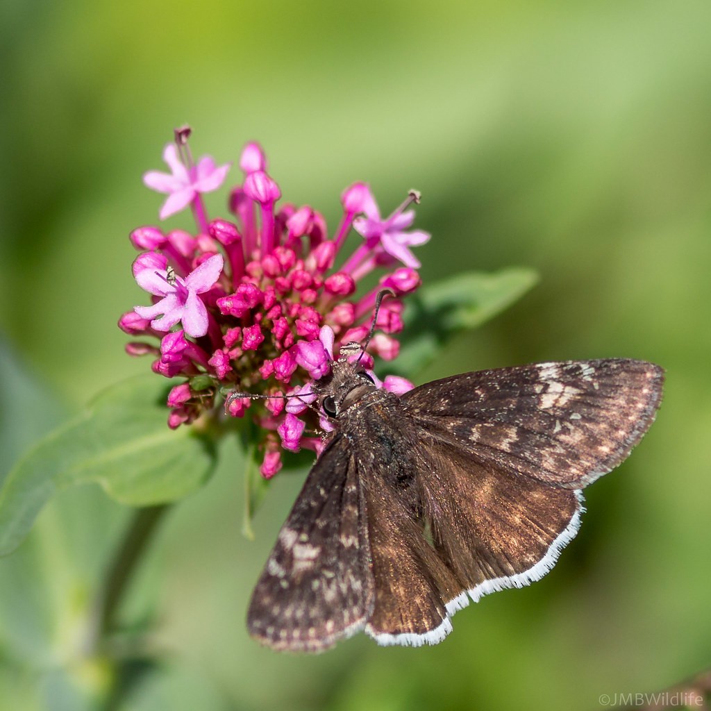 Funereal Duskywing - ML642925592