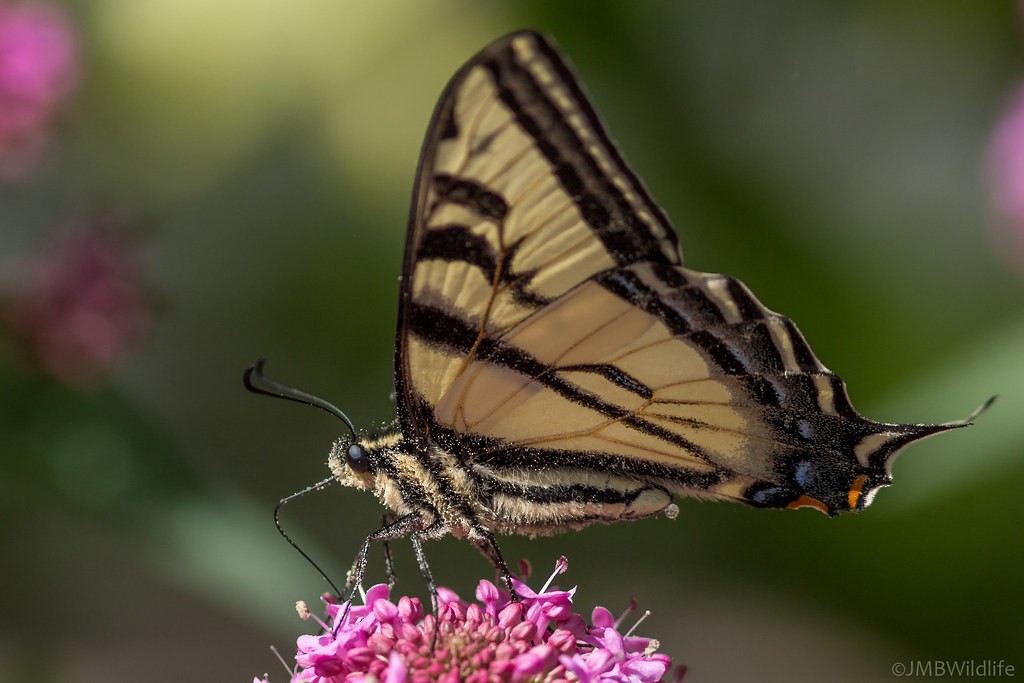 Western Tiger Swallowtail - ML642925593