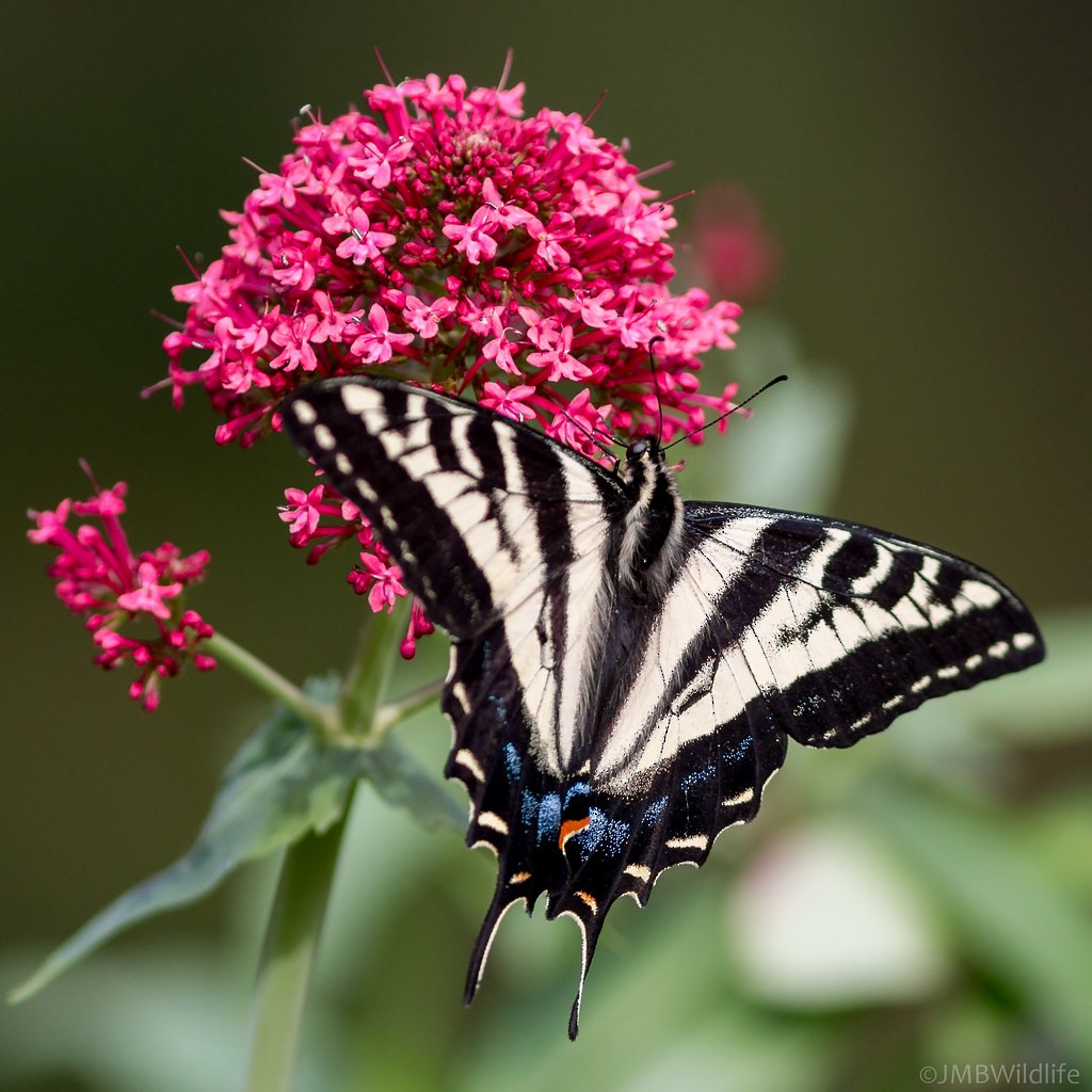 Pale Swallowtail - ML642925594