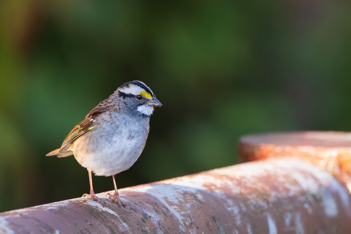 White-throated Sparrow - ML642925595