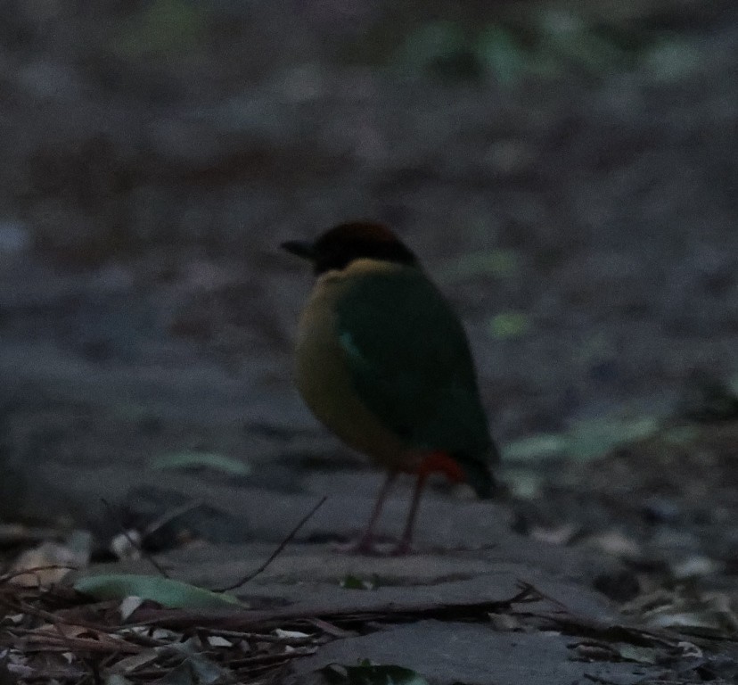 Noisy Pitta - ML642925598
