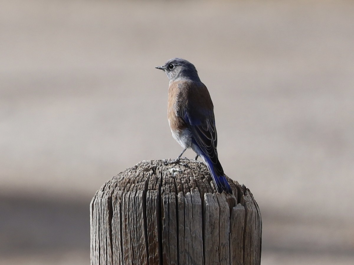 Western Bluebird - ML642925606