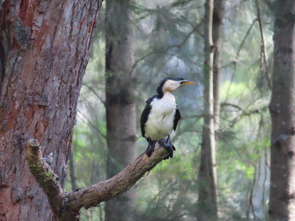 Little Pied Cormorant - ML642925607