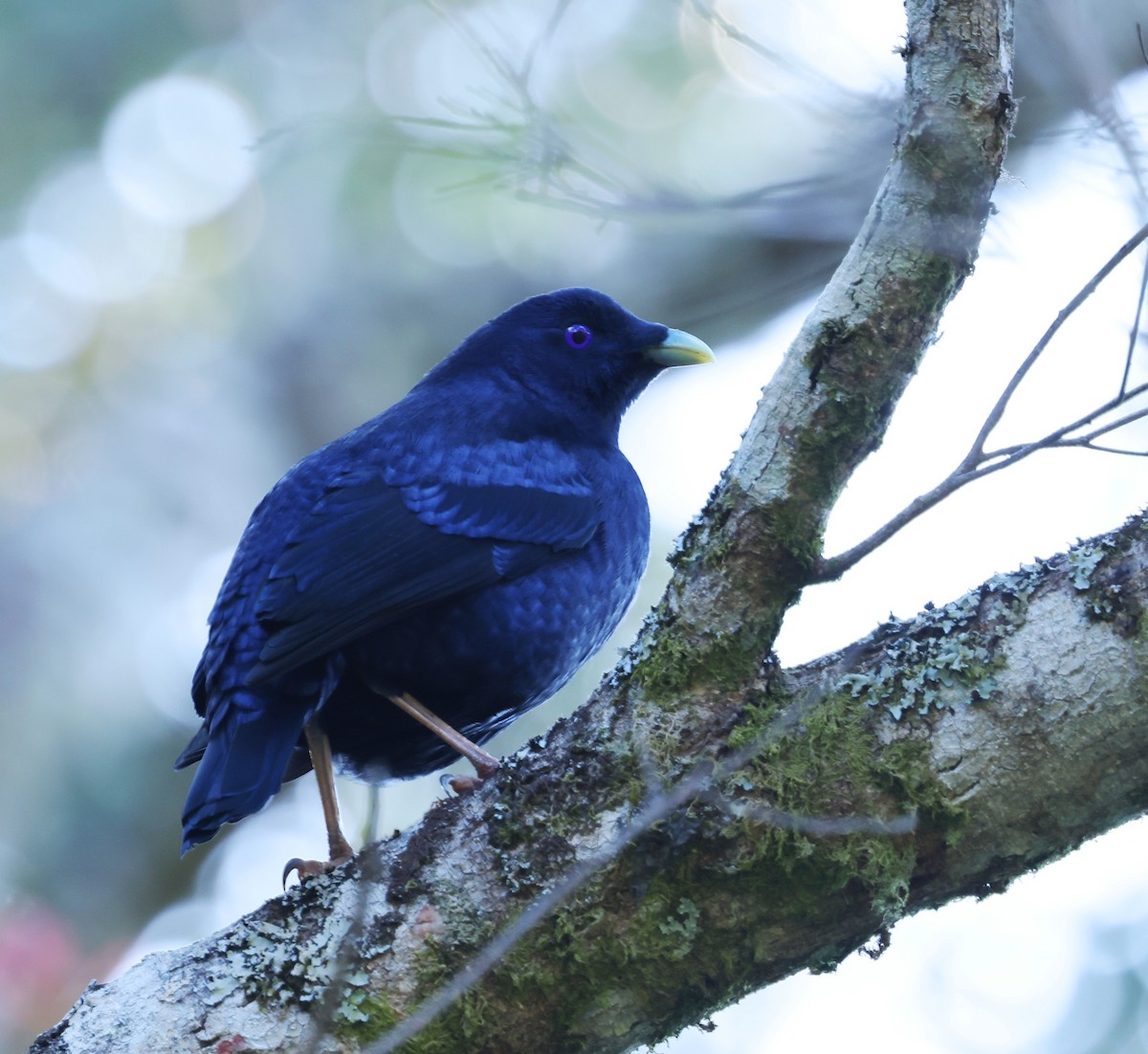 Satin Bowerbird - ML642925612