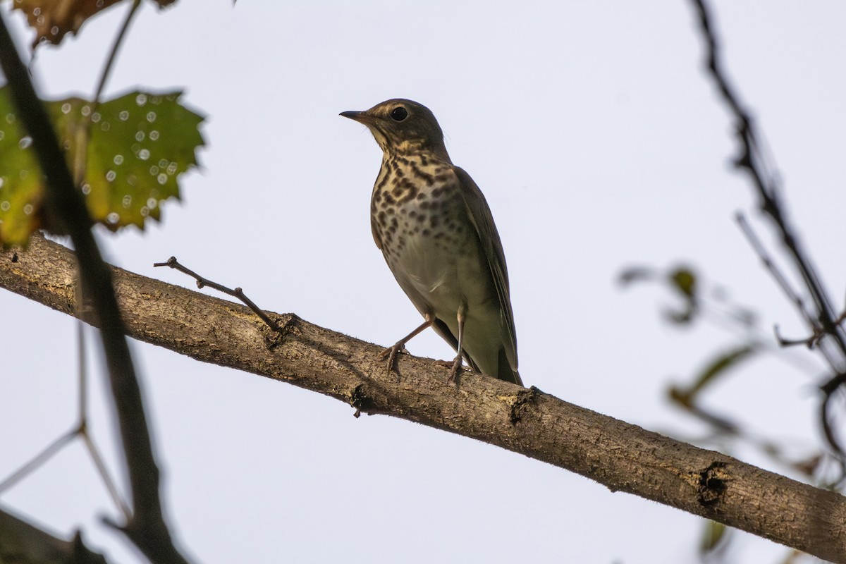 Swainson's Thrush - ML642925625