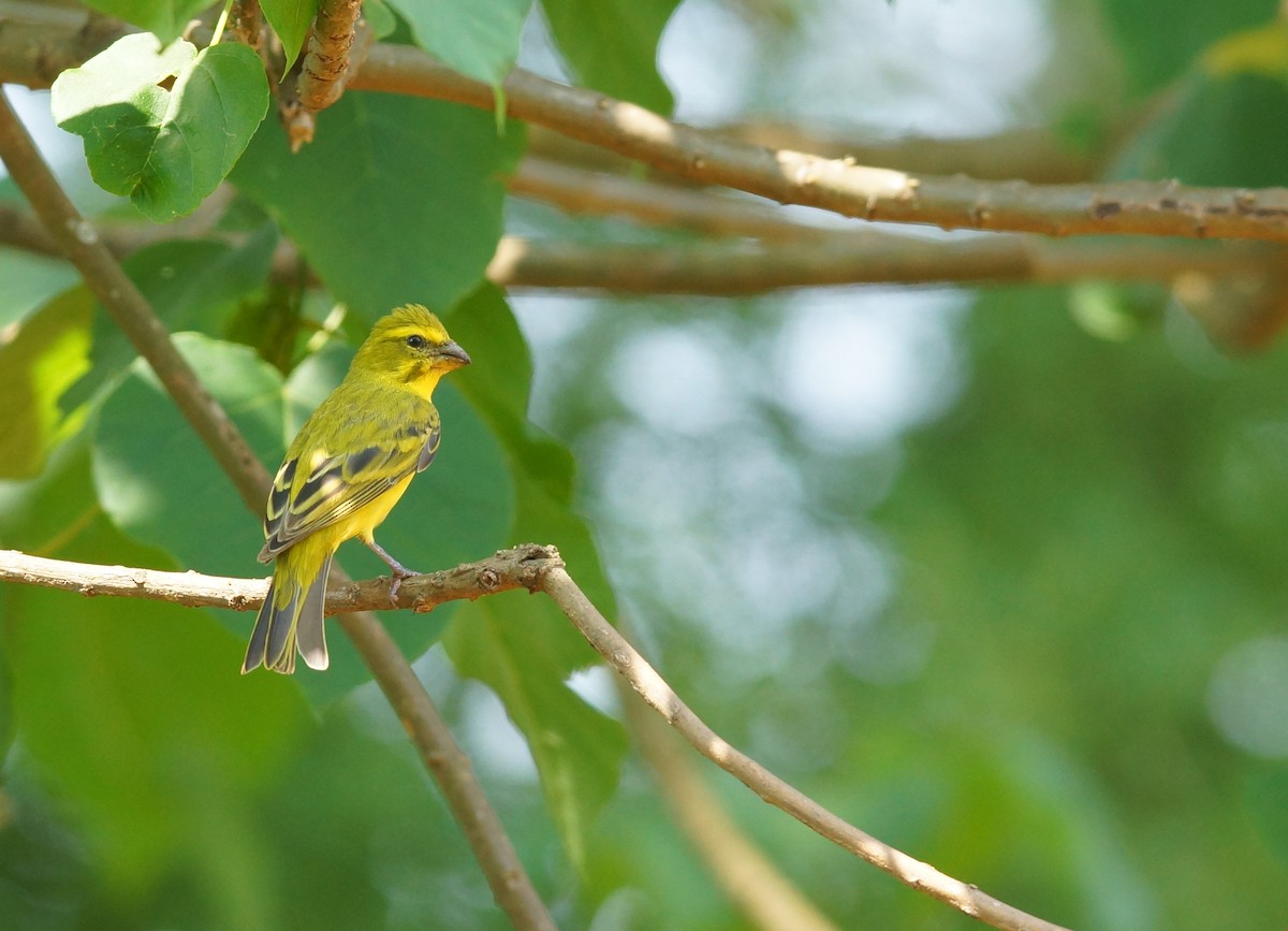 Brimstone Canary - ML642925629