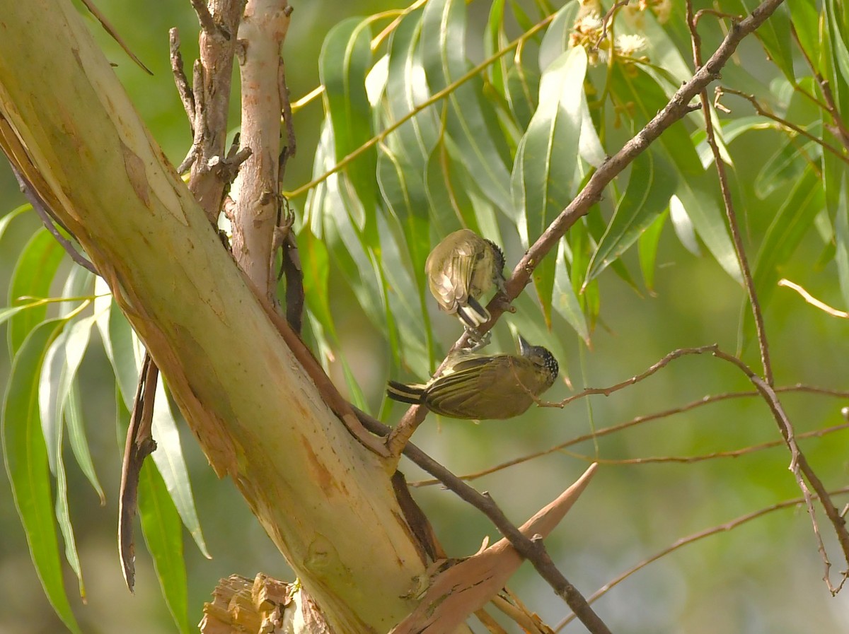 Olivaceous Piculet - ML642925636