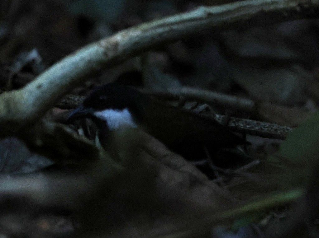 Eastern Whipbird - ML642925637