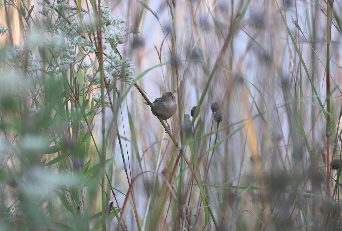 Sedge Wren - ML642925646