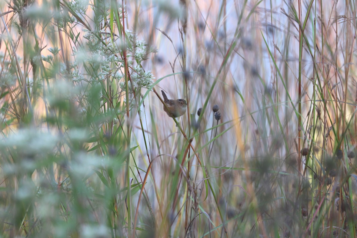 Sedge Wren - ML642925647