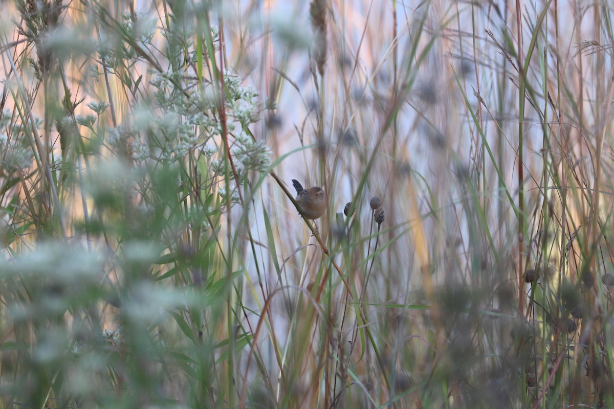 Sedge Wren - ML642925648