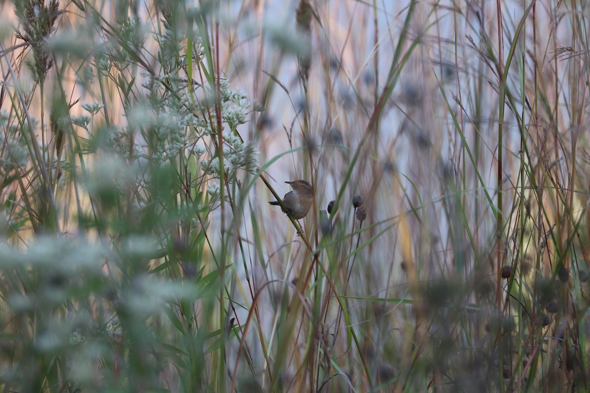 Sedge Wren - ML642925649