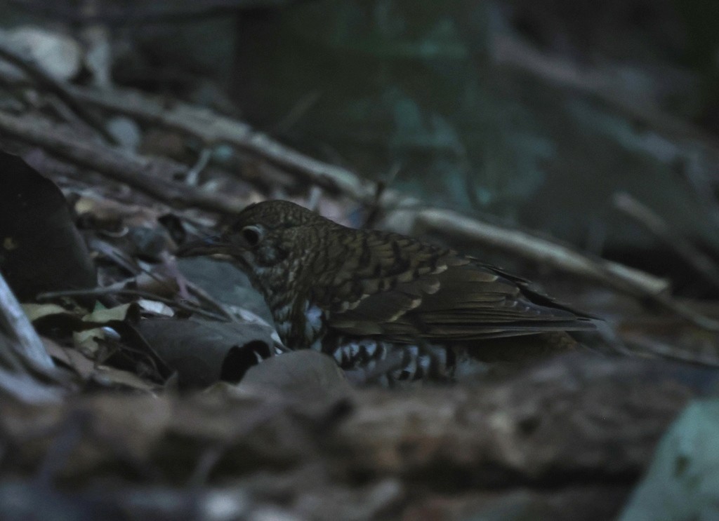Russet-tailed Thrush - ML642925661