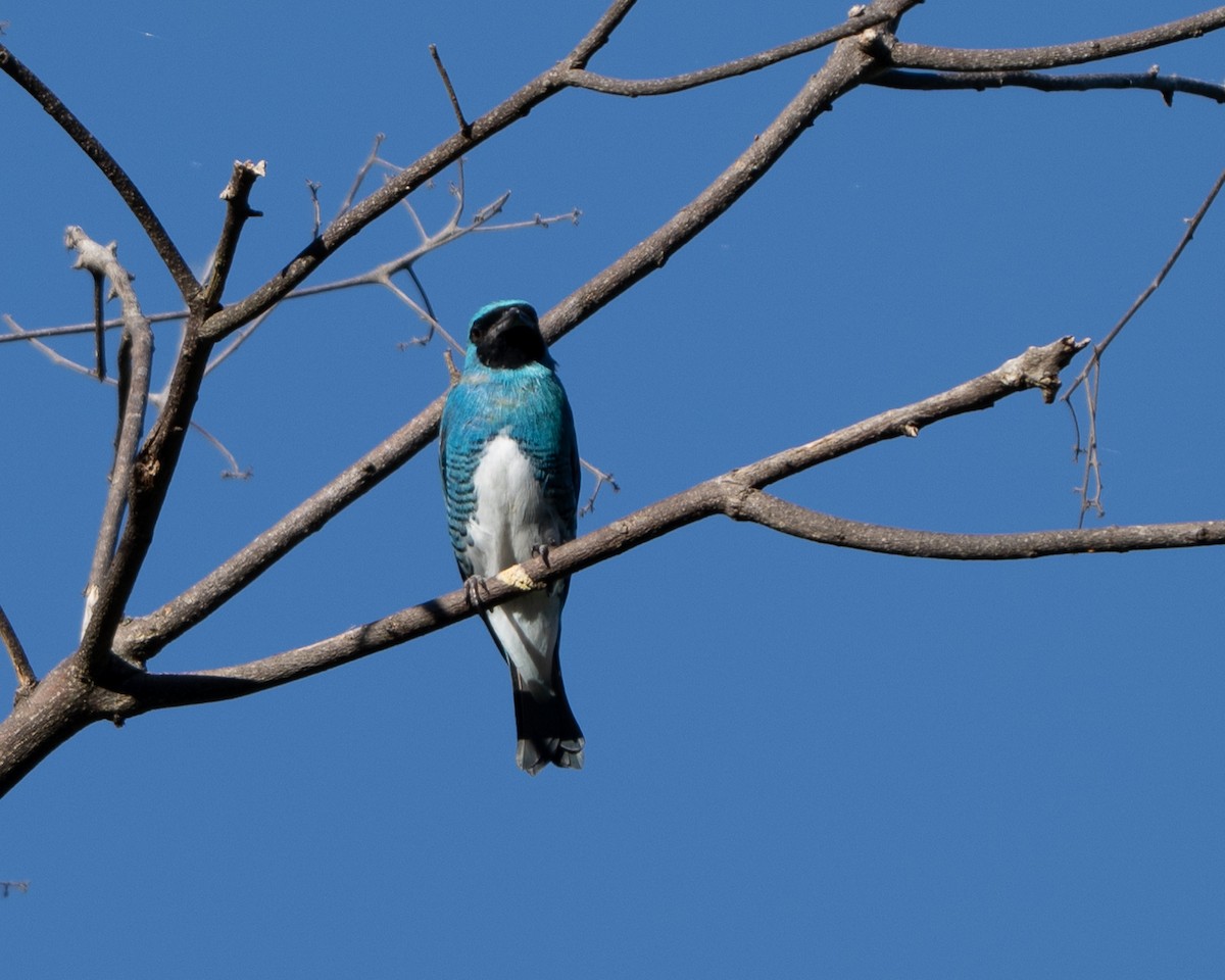 Swallow Tanager - ML642925669