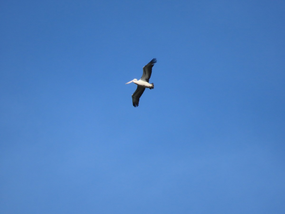 Australian Pelican - ML642925671