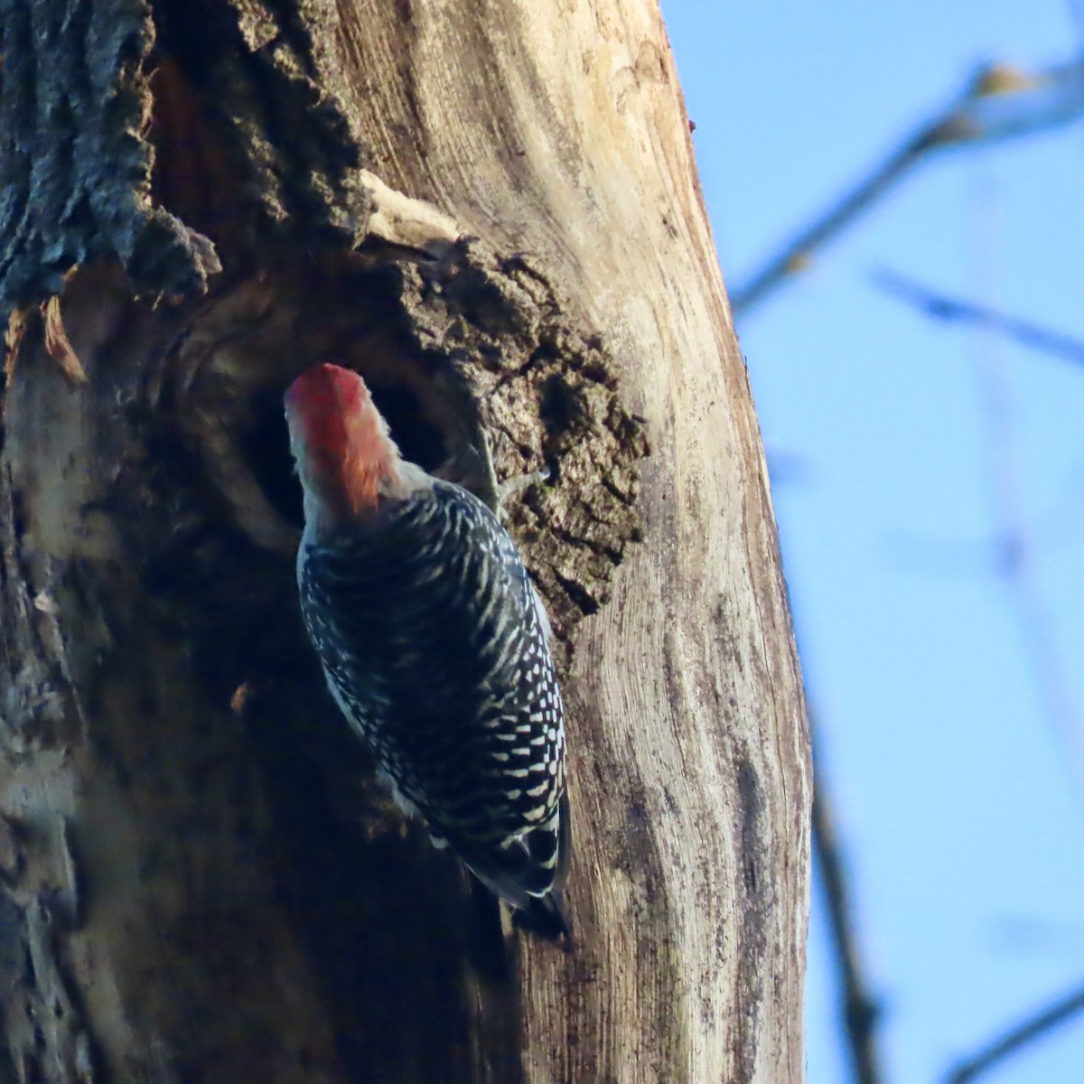 Red-bellied Woodpecker - ML642925675