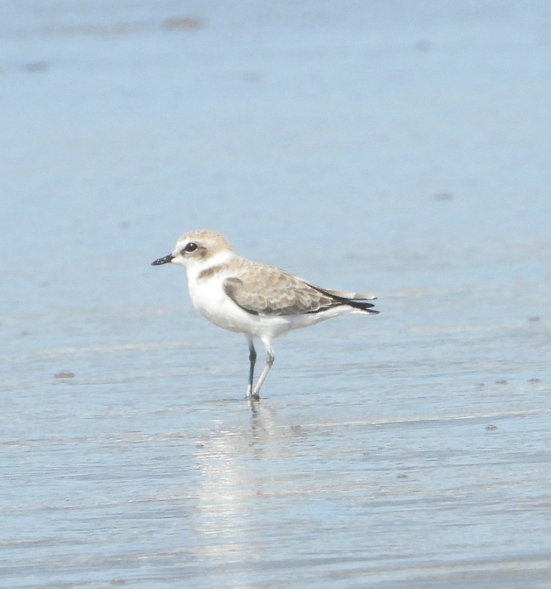 Snowy Plover - ML642925682